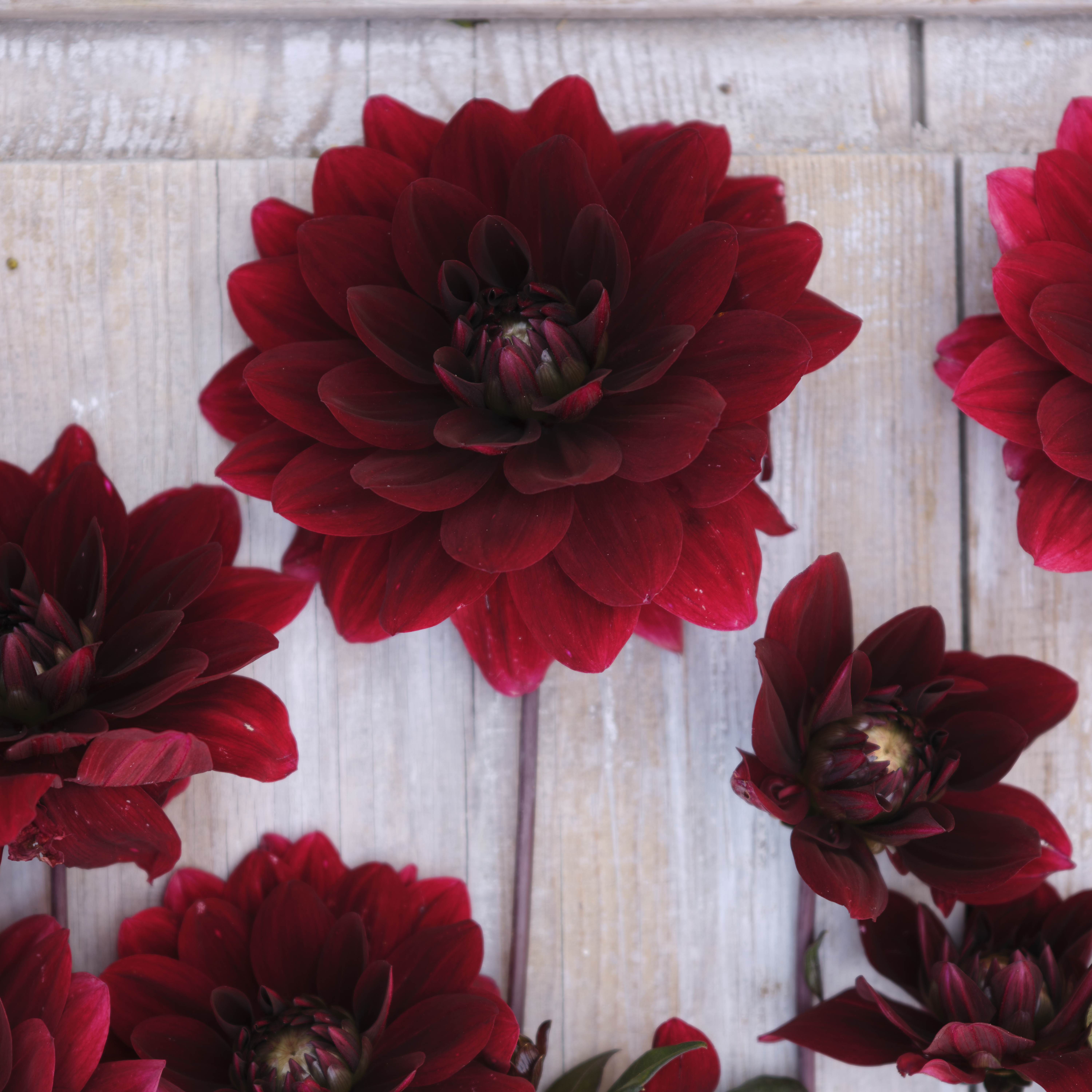 Dahlia knöl After Dusk dekorativ