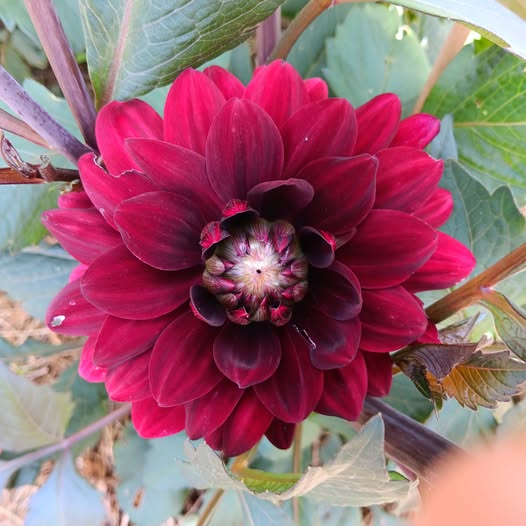 Dahlia knöl After Dusk dekorativ - 3