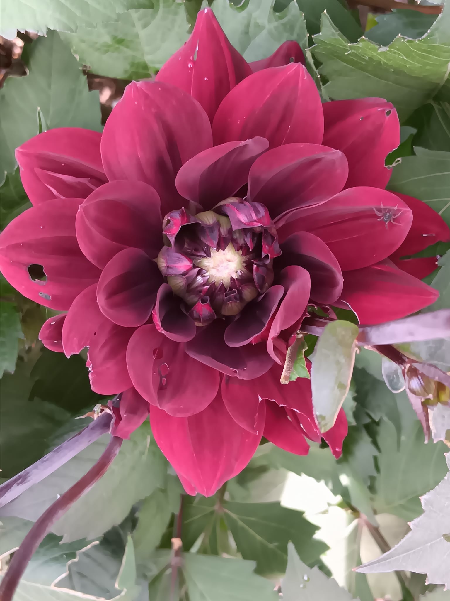 Dahlia knöl After Dusk dekorativ - 2