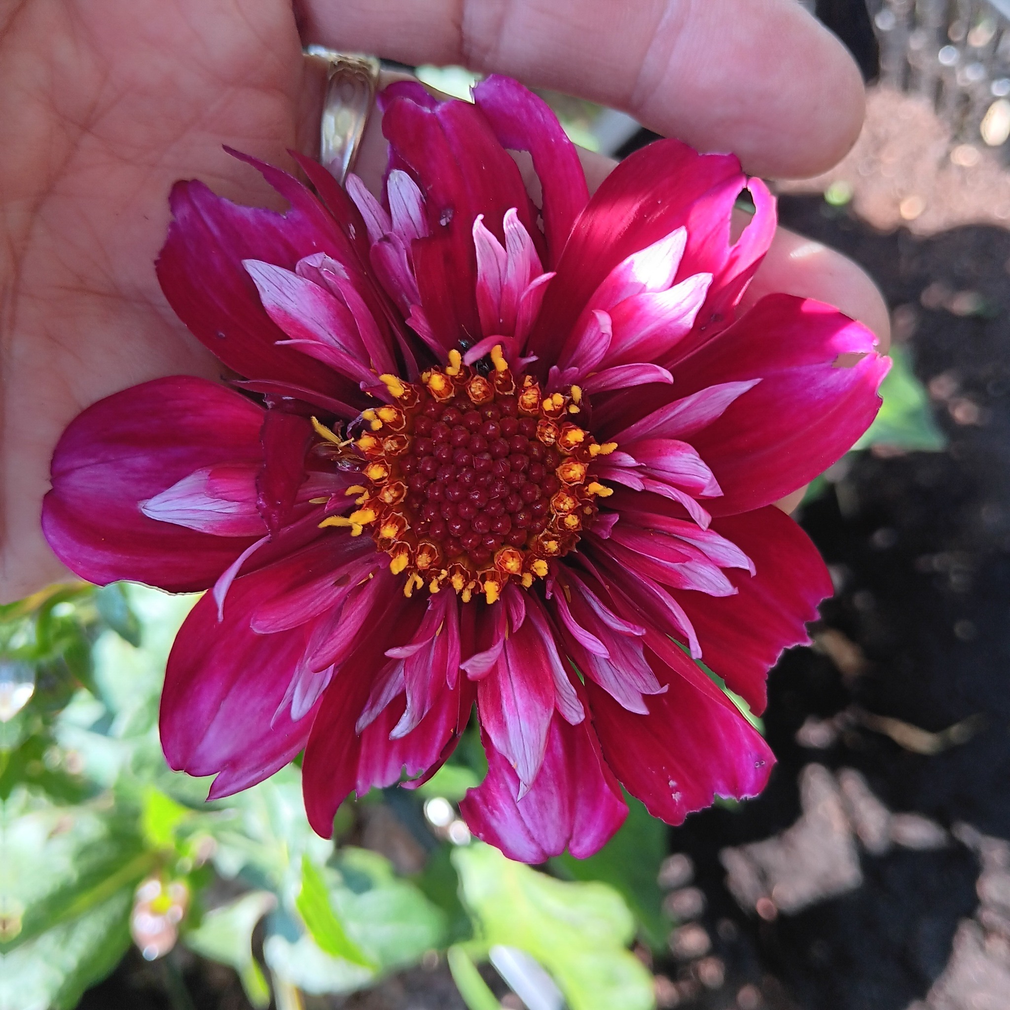 Dahlia mamma  Hootenanny 5 frö