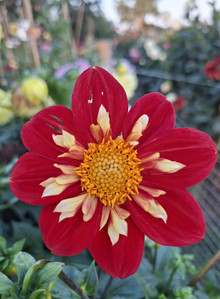 Dahlia Mamma Ann Breckenfelder5 frö