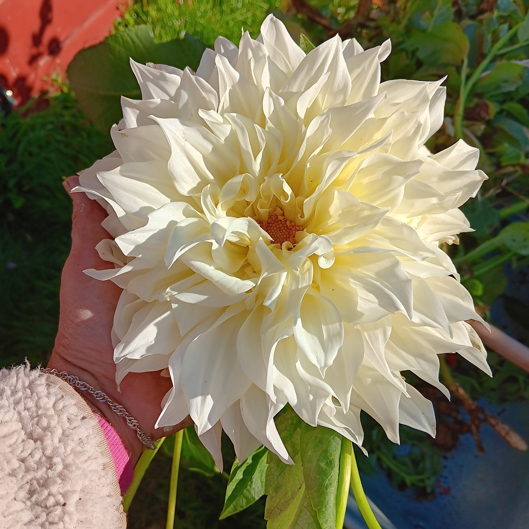 Dahlia Rotad Stickling Hapet Big White " - 2