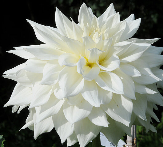 Dahlia Rotad Stickling Hapet Big White "