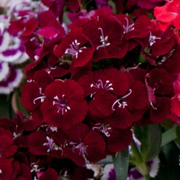 Borstnejlika Sweet Black Cherry 15 frö