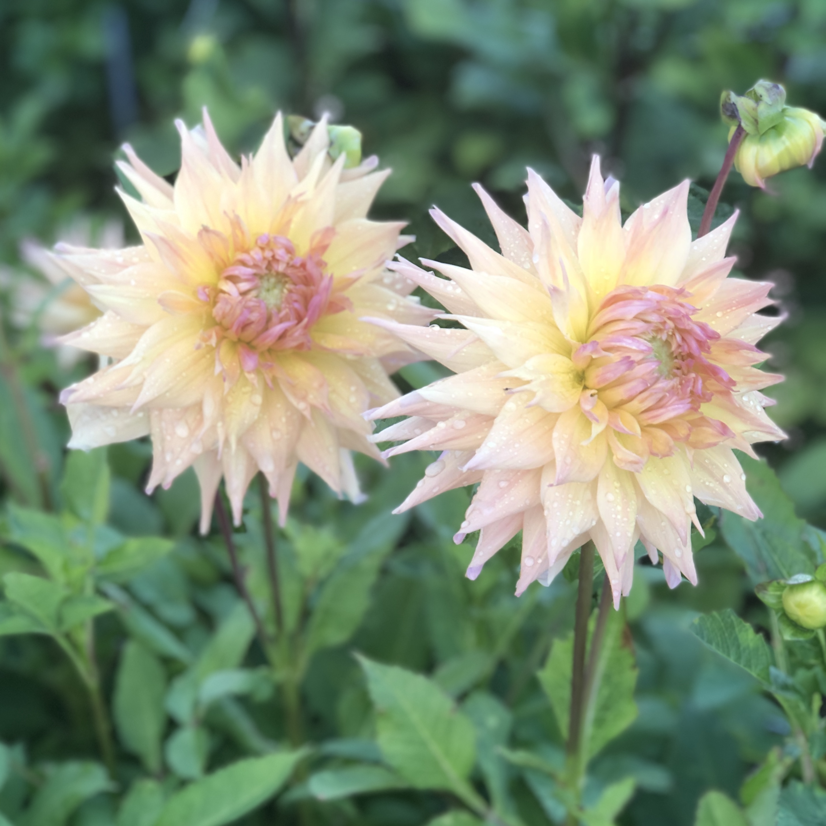 Dahlia Penhill Autumn Shade   "Dekorativ Storblommande" 