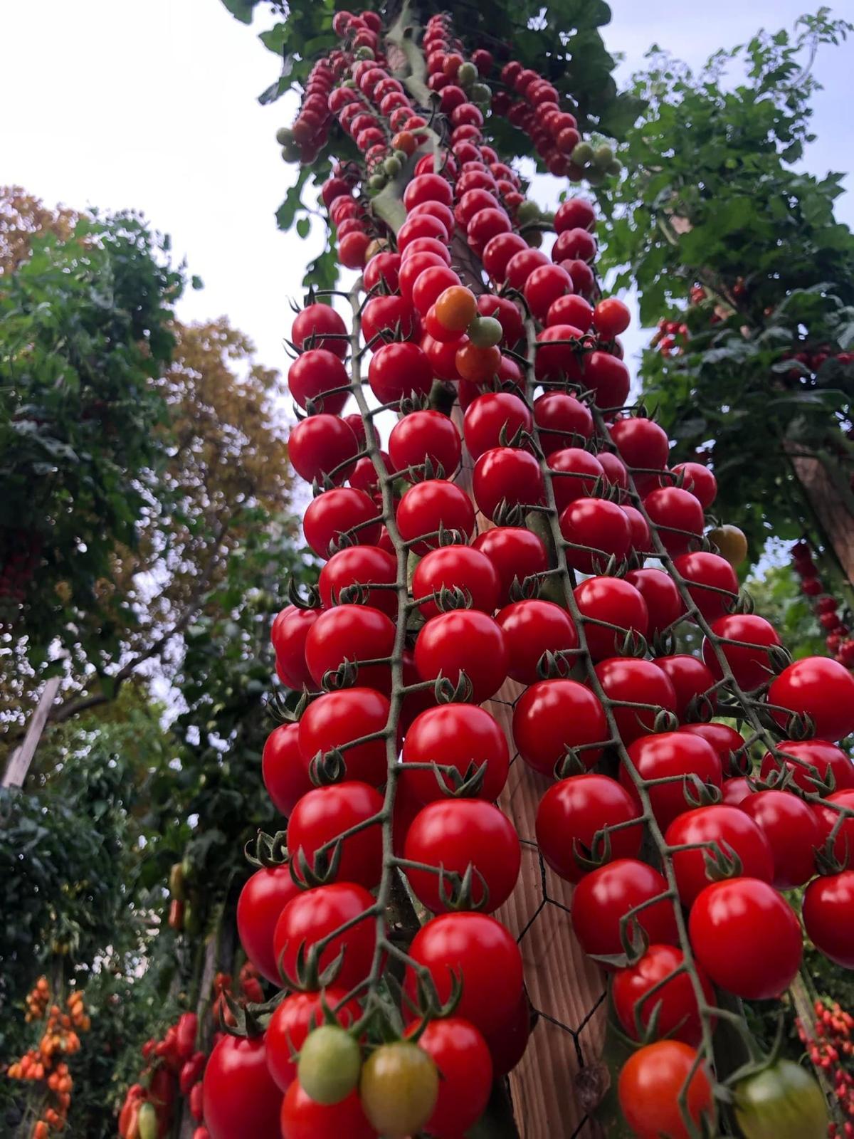 Tomat Rapunzel F1 5 frö