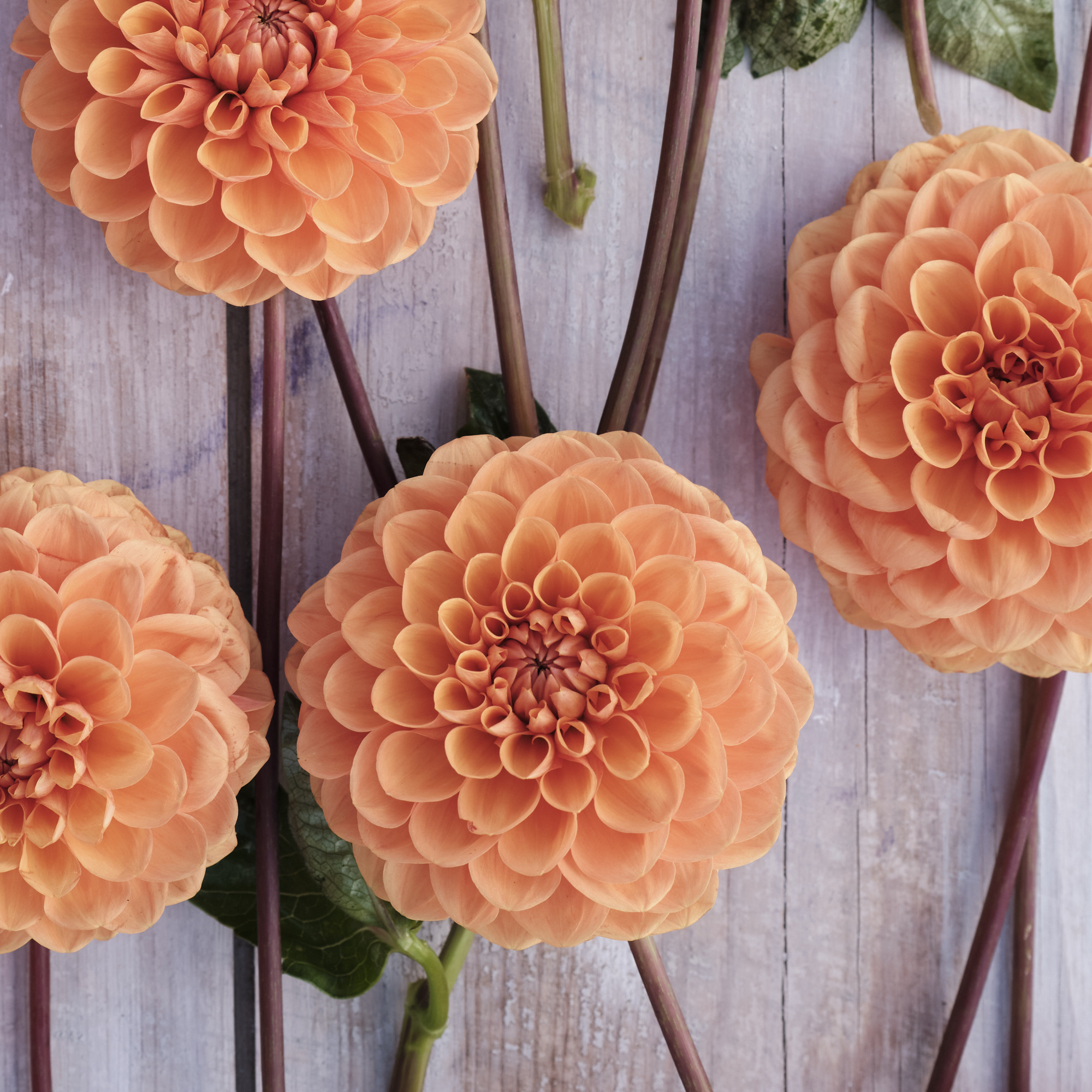 Dahlia knöl Pink Sylvia   "Boll"  