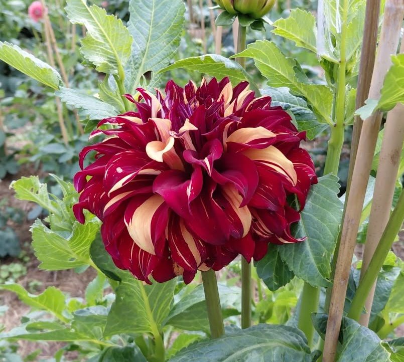 Dahlia knöl Bohemian Spartacus Dekorativ Jätteblommande   - 4
