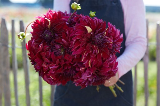 Dahlia knöl Bohemian Spartacus Dekorativ Jätteblommande   - 2