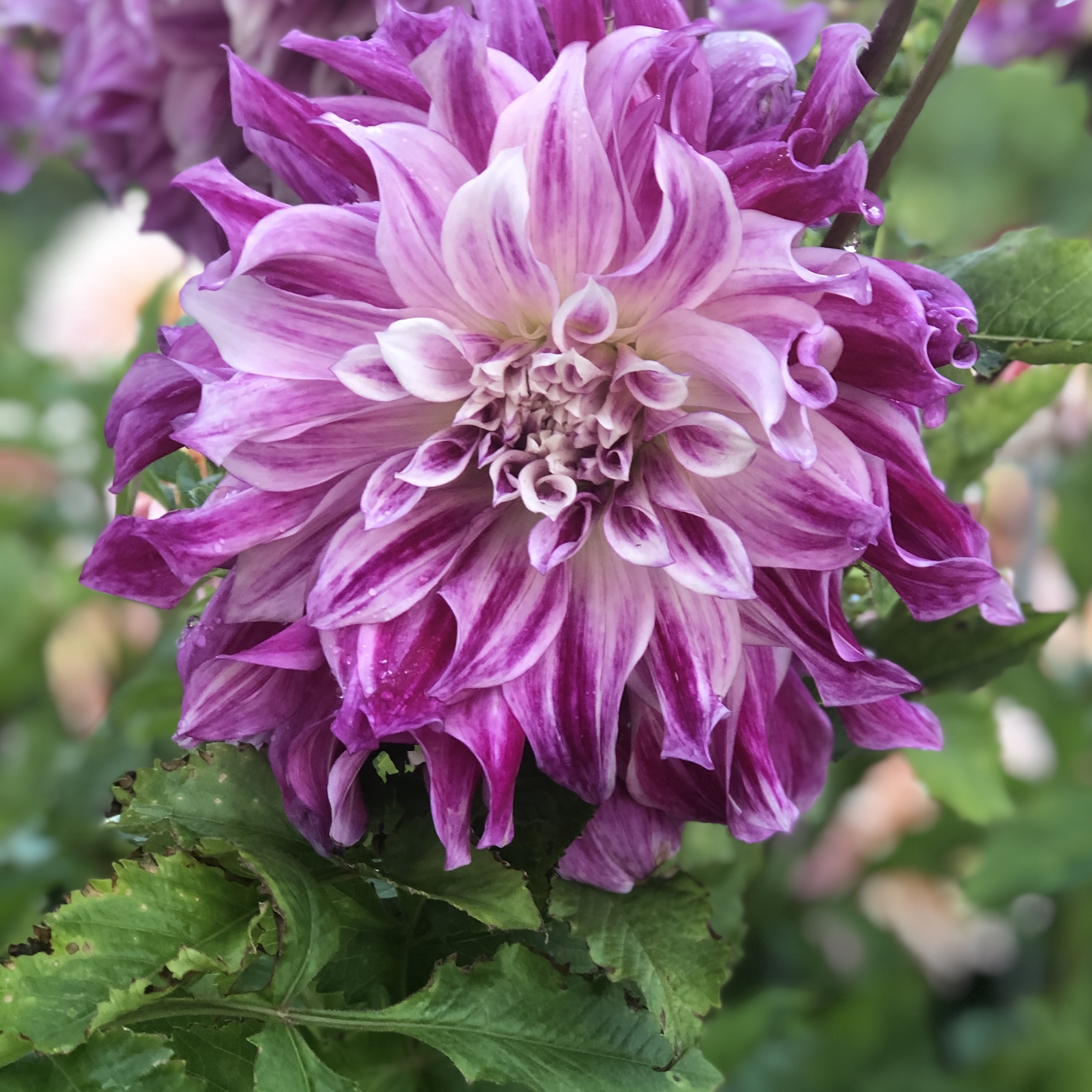 Dahlia knöl Bristol Stripe  Dekorativ storblommande  