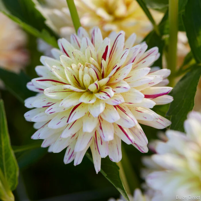 Dahlia knöl Creme Silence dekorativ