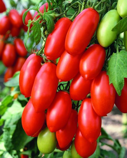 Tomat San Marzano Gigante 20  frö lämpliga för pålodling   - 2
