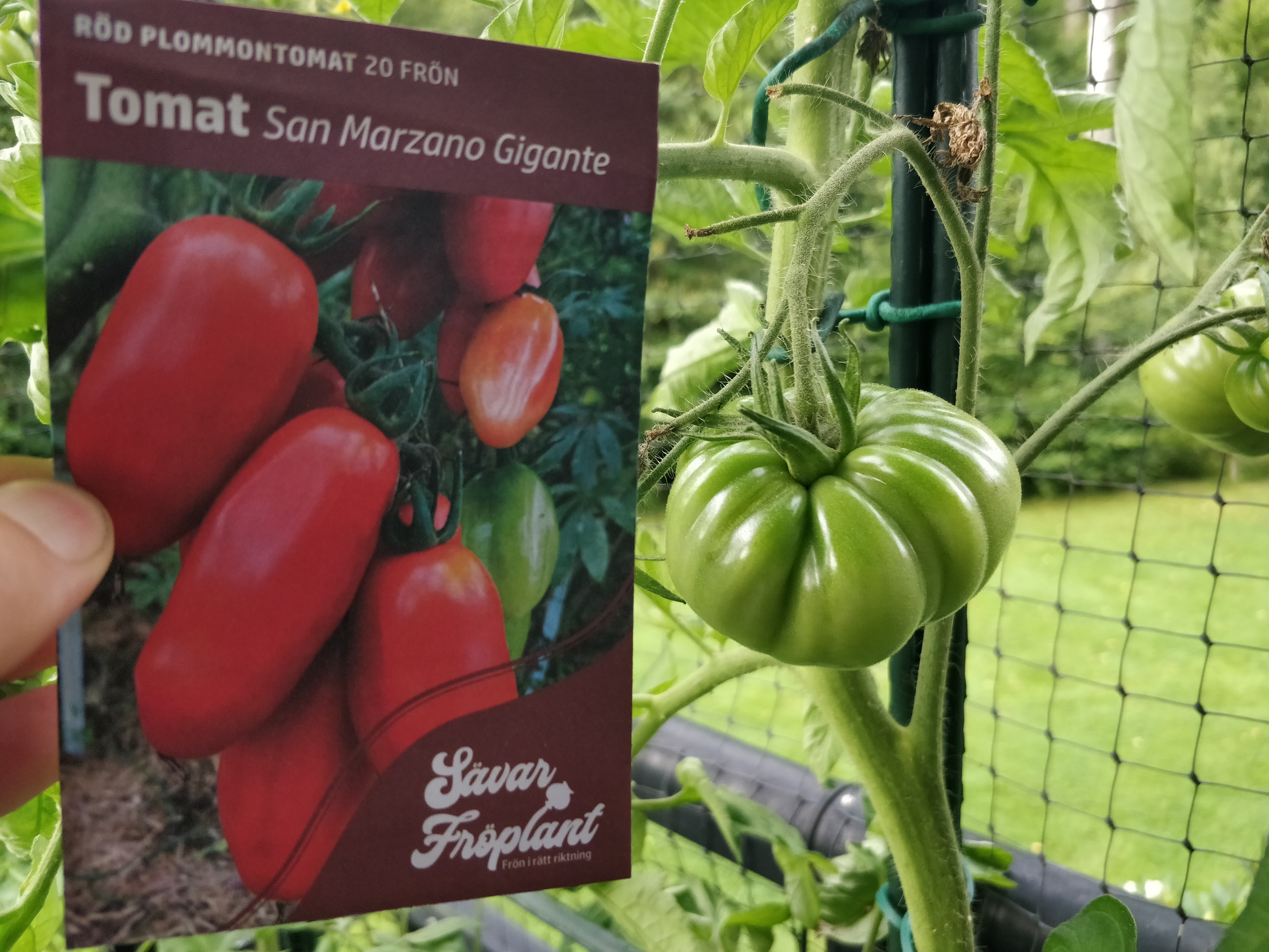 Tomat San Marzano Gigante 20  frö lämpliga för pålodling   - 3