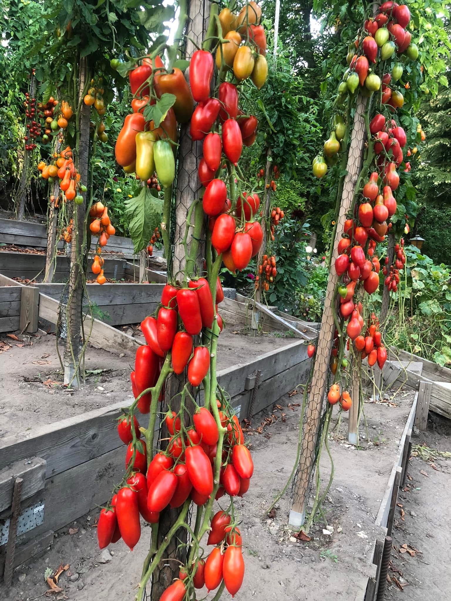 Tomat San Marzano Gigante 20  frö lämpliga för pålodling  