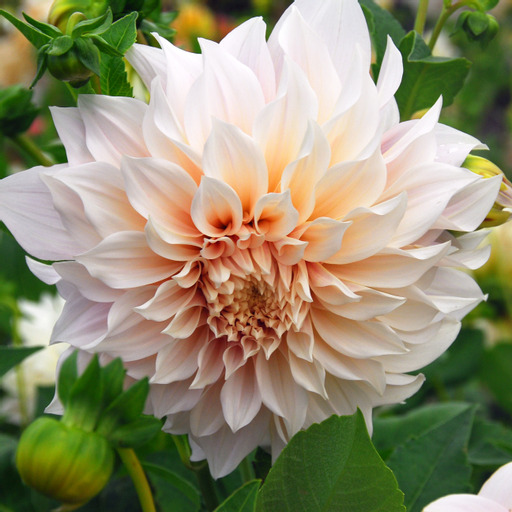 Dahlia knöl Cafe Au Lait "Dekorativ Jätteblommande" 