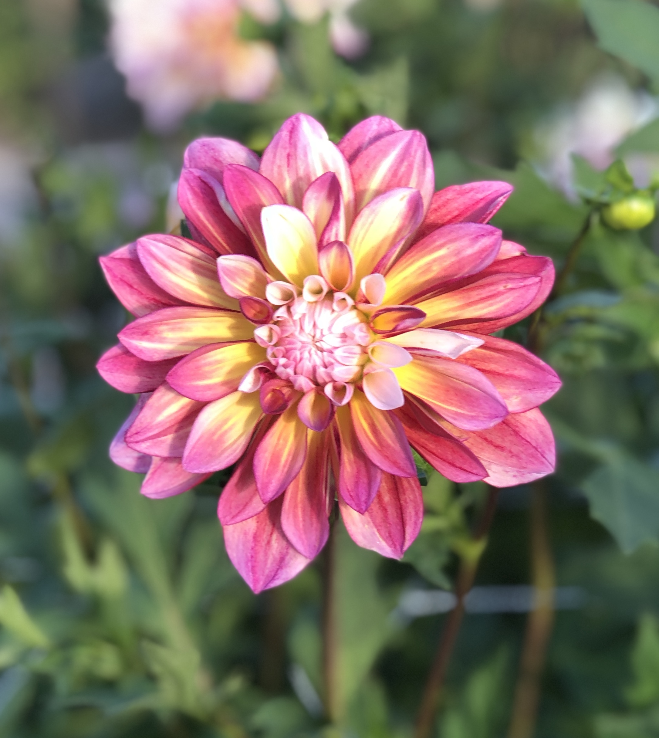 Dahlia Caribbean Fantasy   "Dekorativ Småblommande"Nyhet 2027!