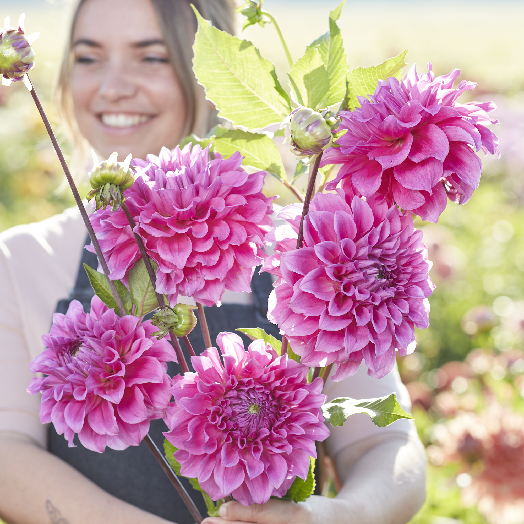 Dahlia knöl Elma Elisabeth  Dekorativ  - 2