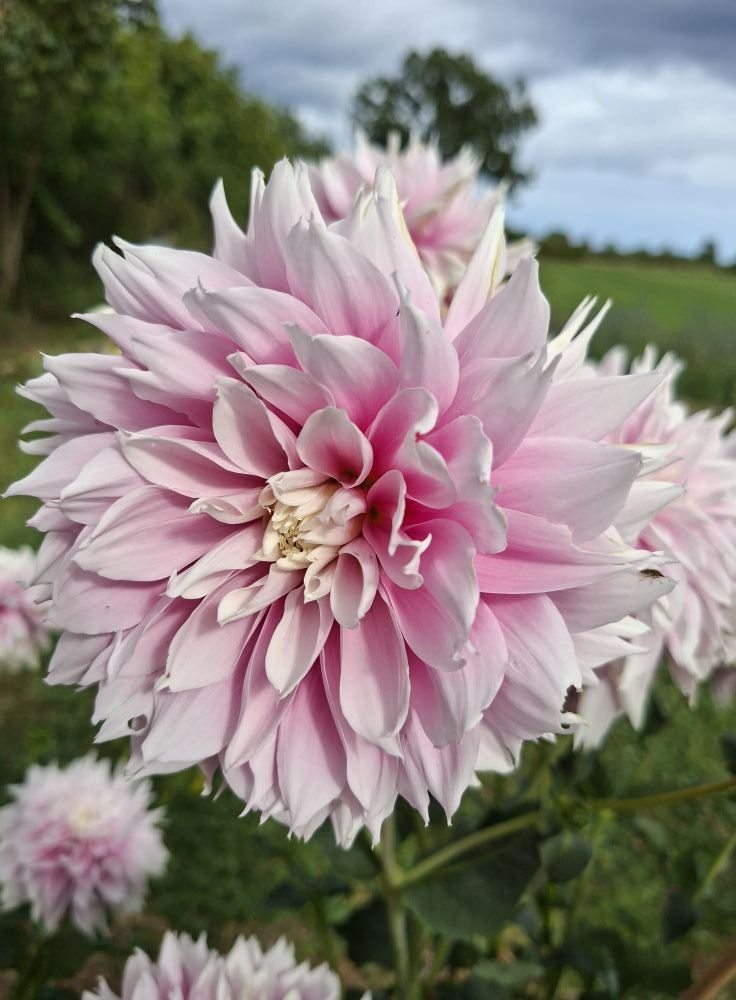 Dahlia knöl Evanah  "Dekorativ mediumblommande   - 4
