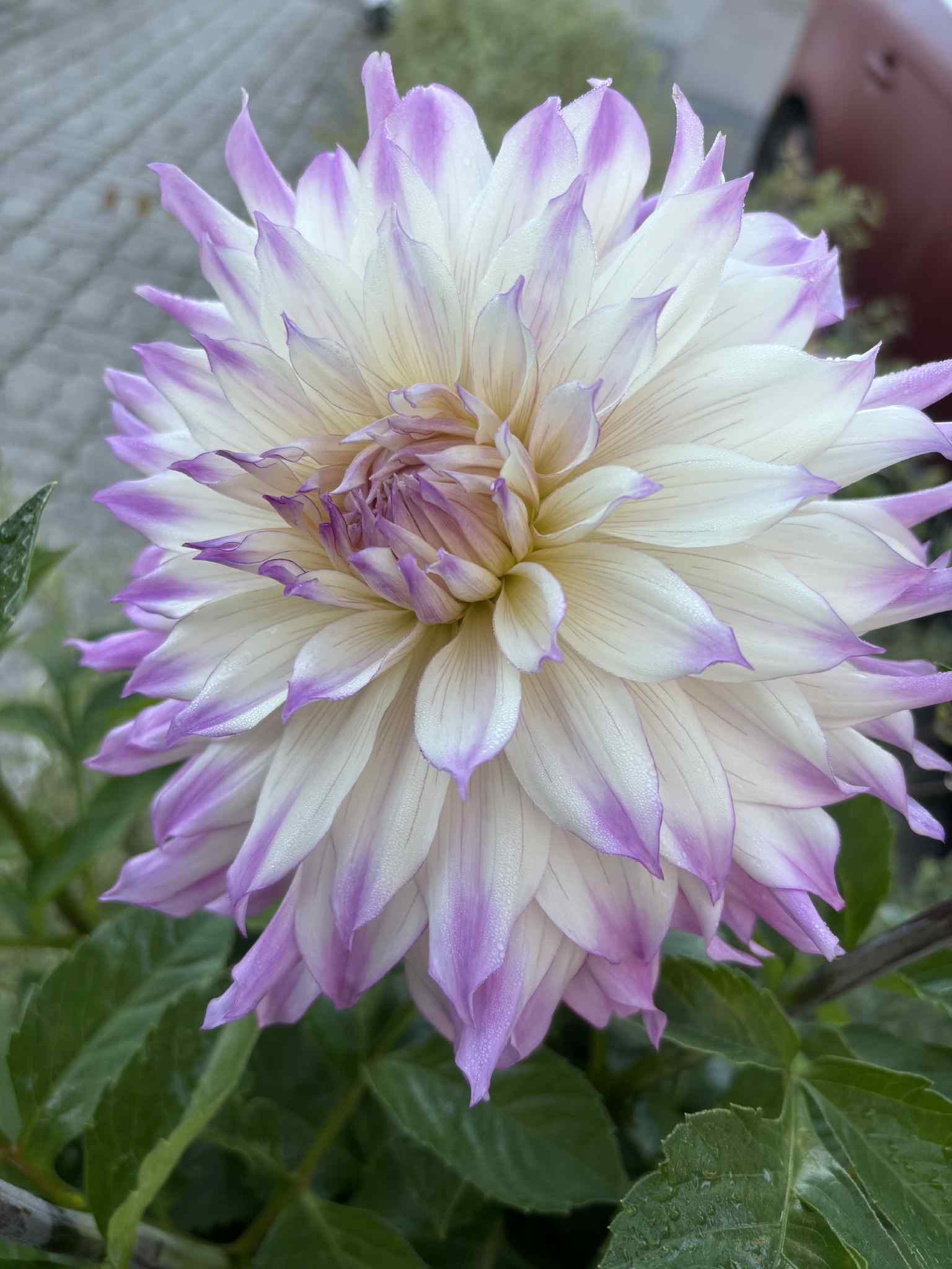 Dahlia knöl Ferncliff Illusion