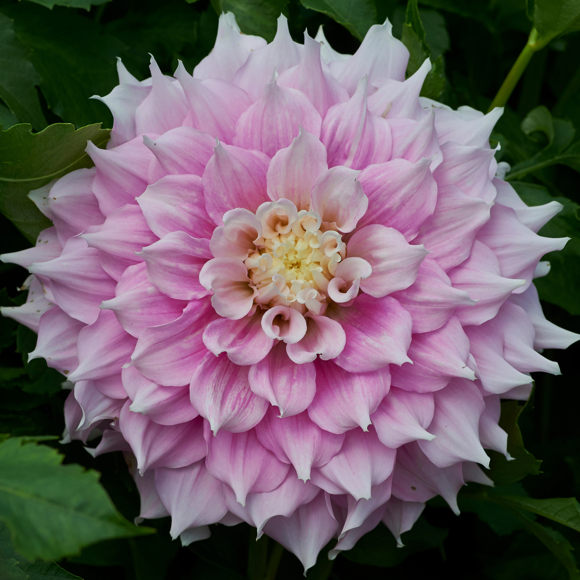 Dahlia knöl Gitts Perfection "Dekorativ Jätteblommande  