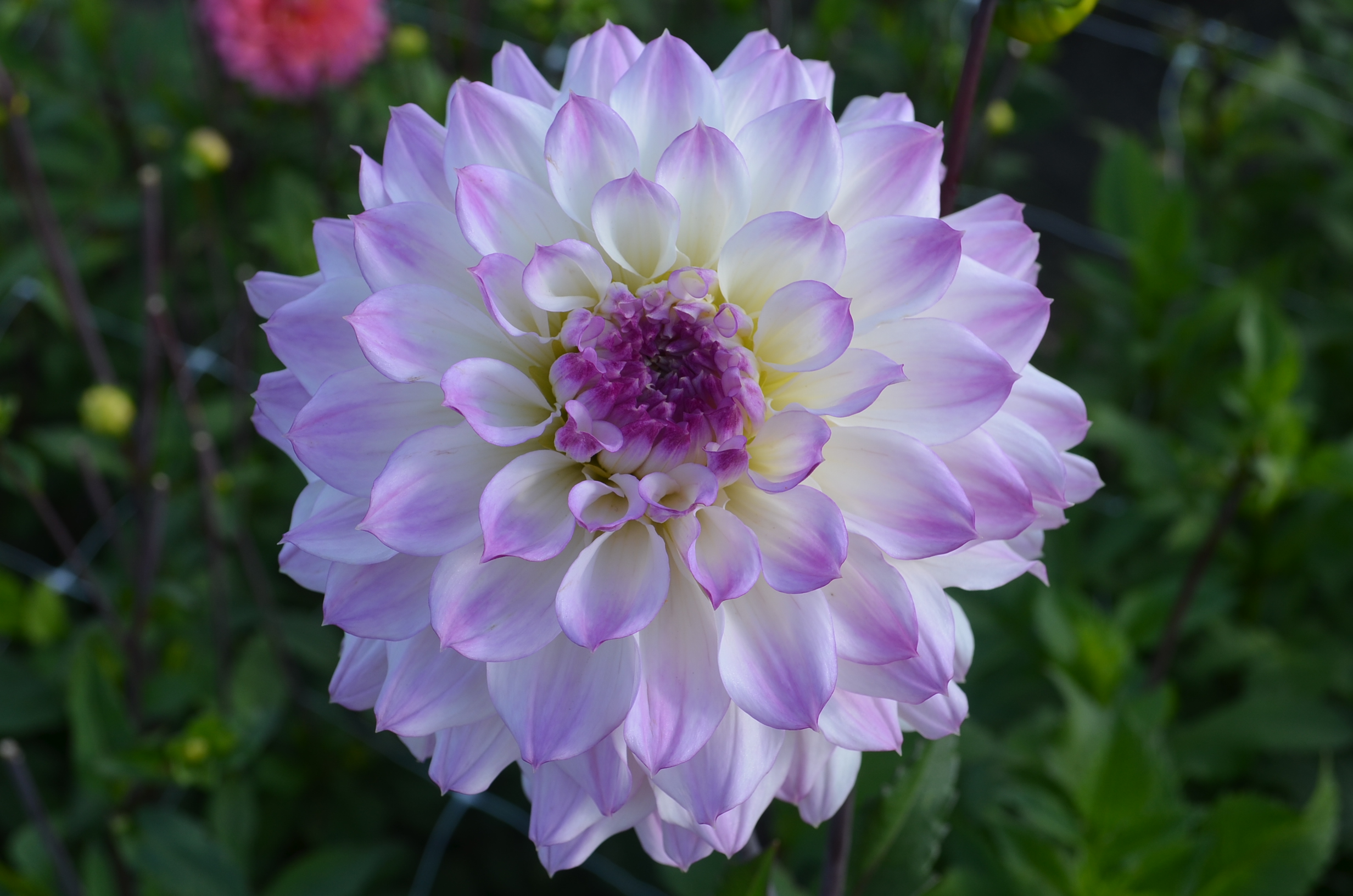 Dahlia knöl Hapet Blue eyes Dekorativ