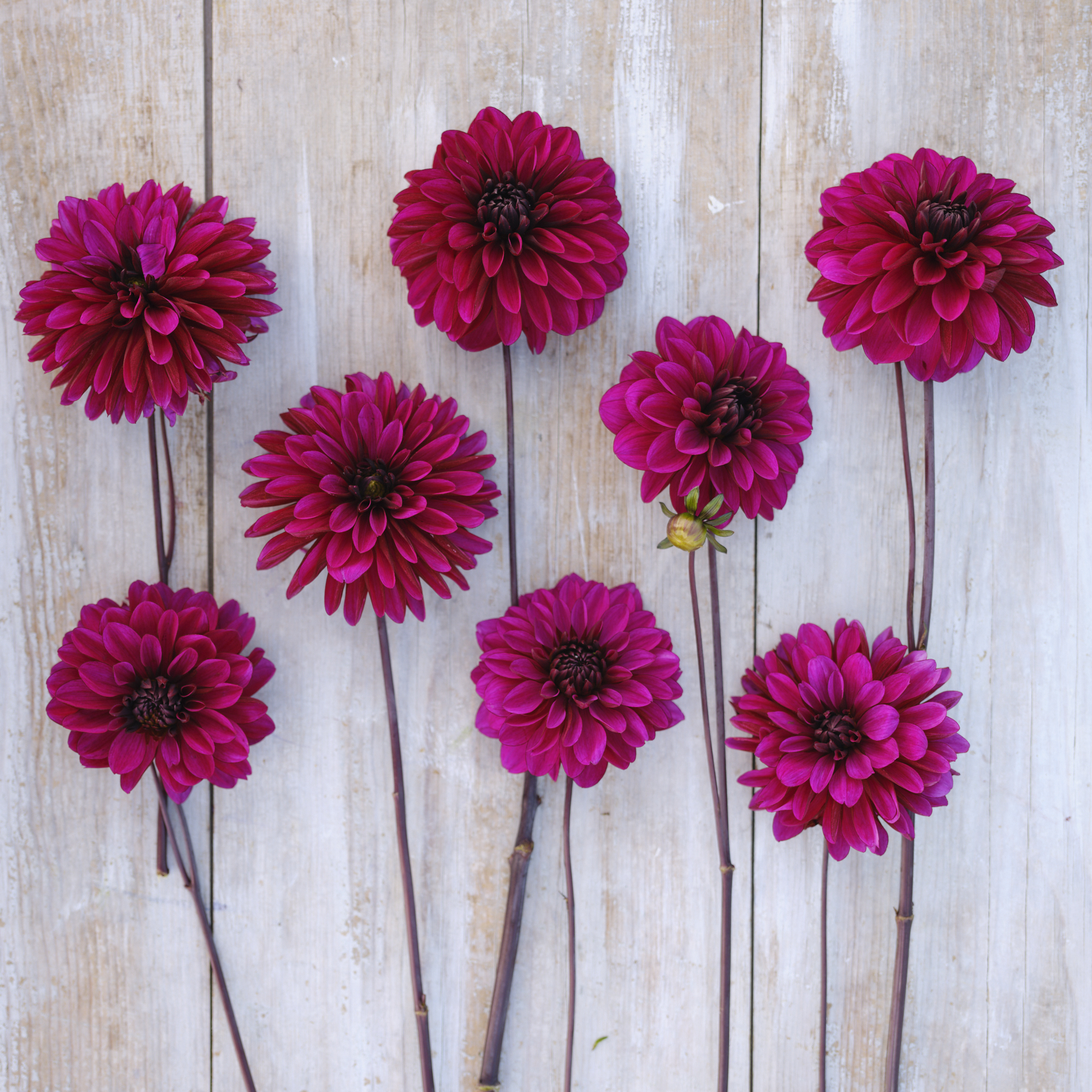 Dahlia knöl  Jennifer Mary Ellen Dekorativ - 3