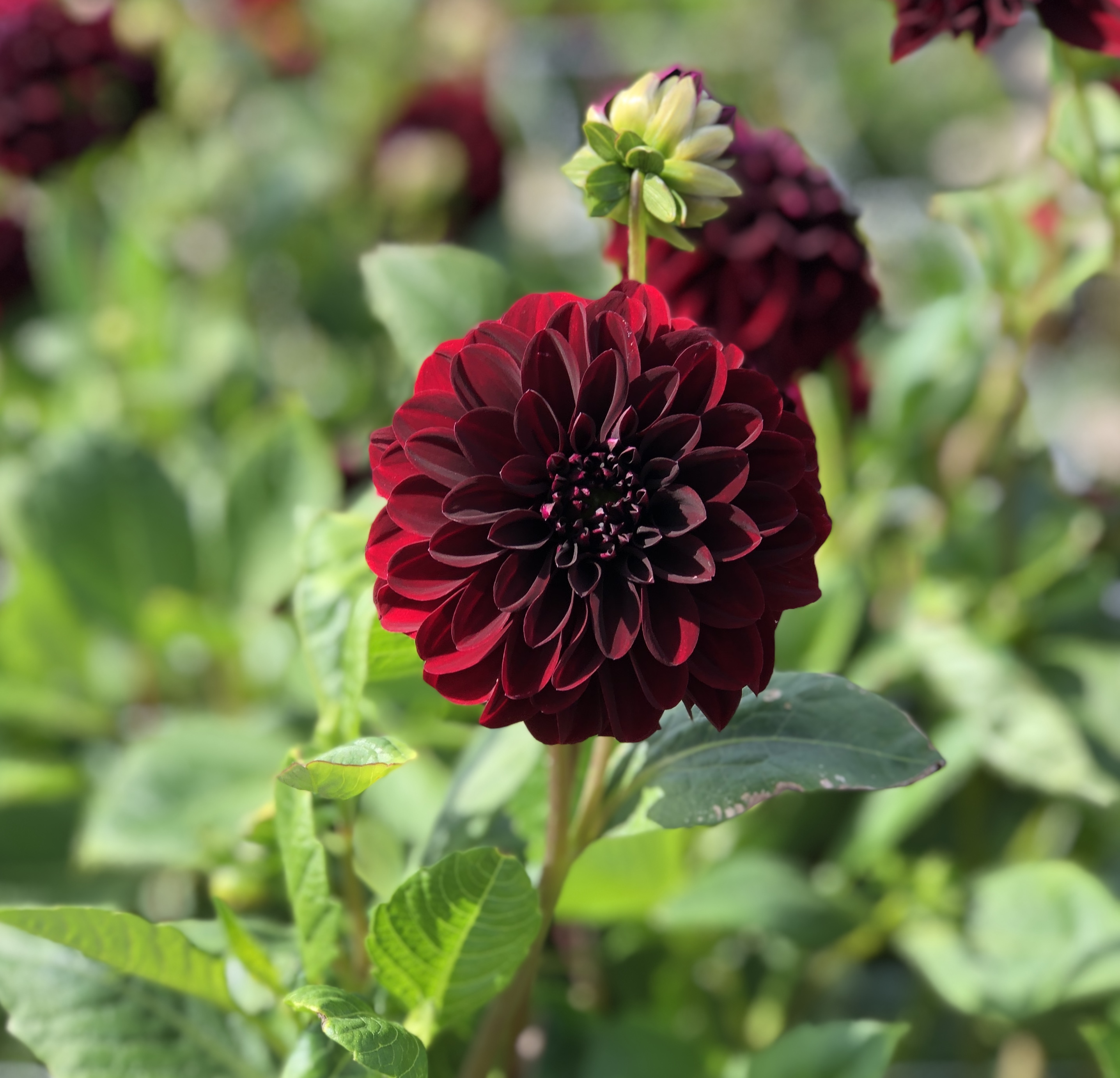 Dahlia  La Recoleta  Dekorativ Småblommande - 2