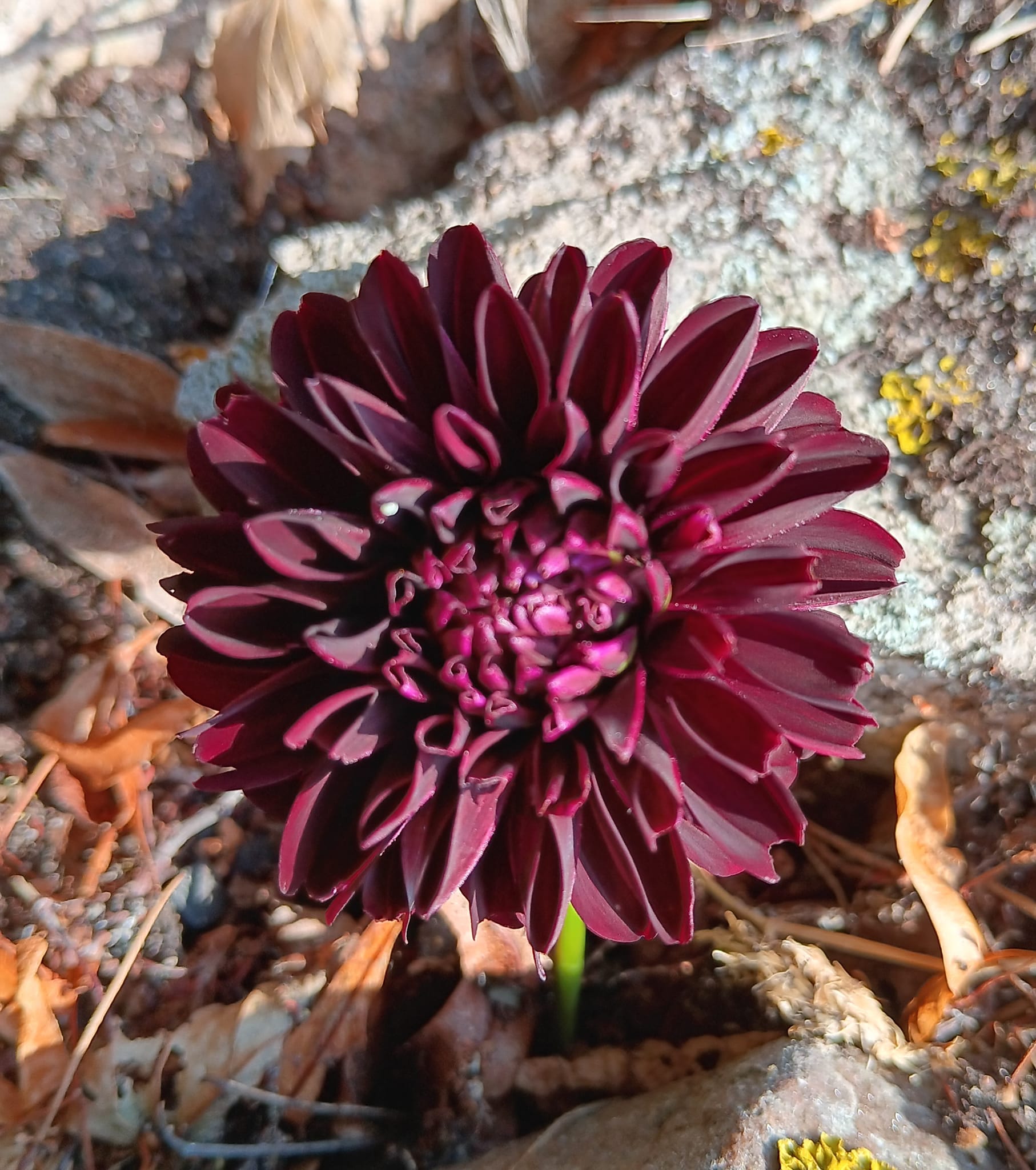 Dahlia  La Recoleta  Dekorativ Småblommande - 3
