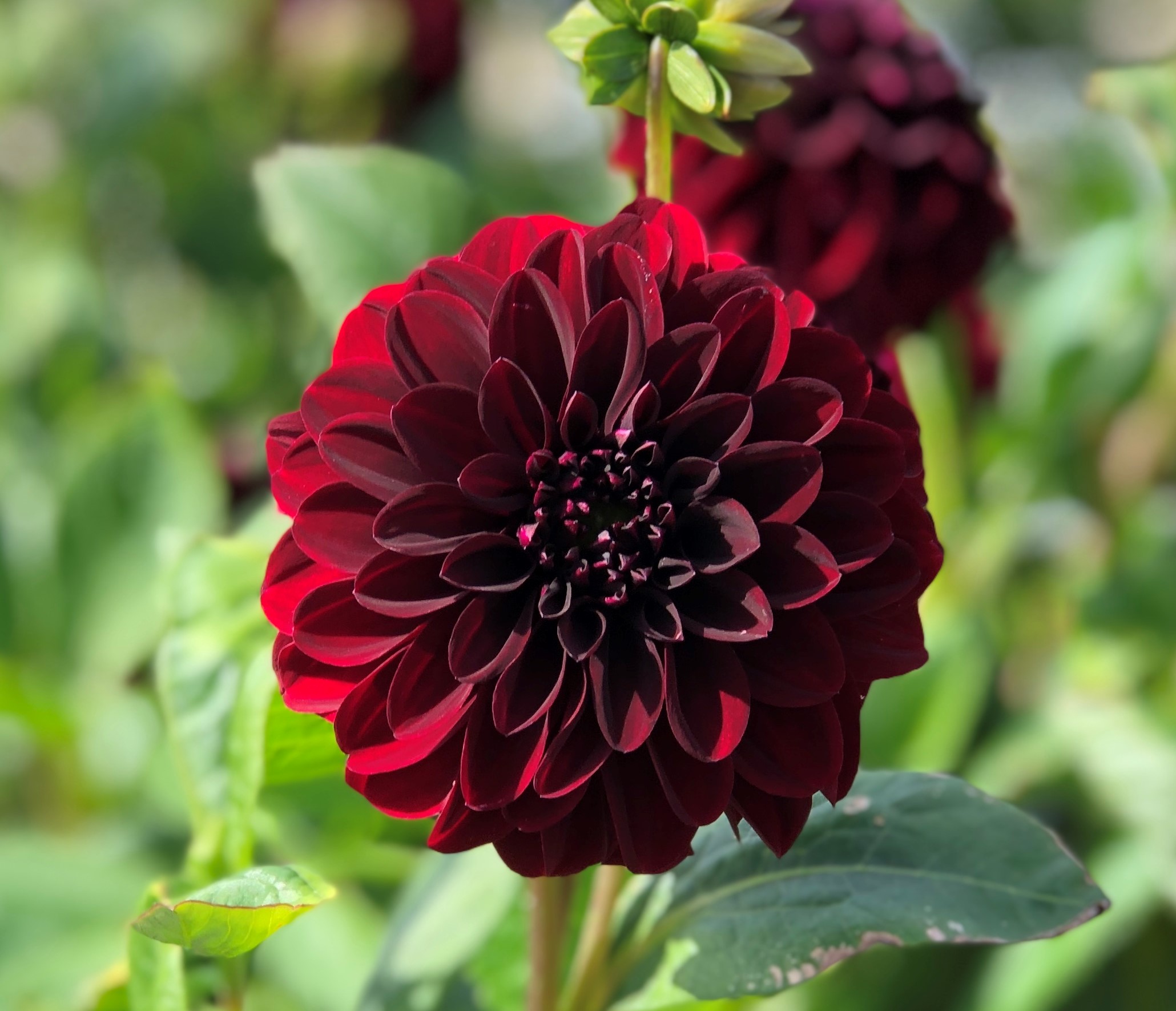 Dahlia  La Recoleta  Dekorativ Småblommande