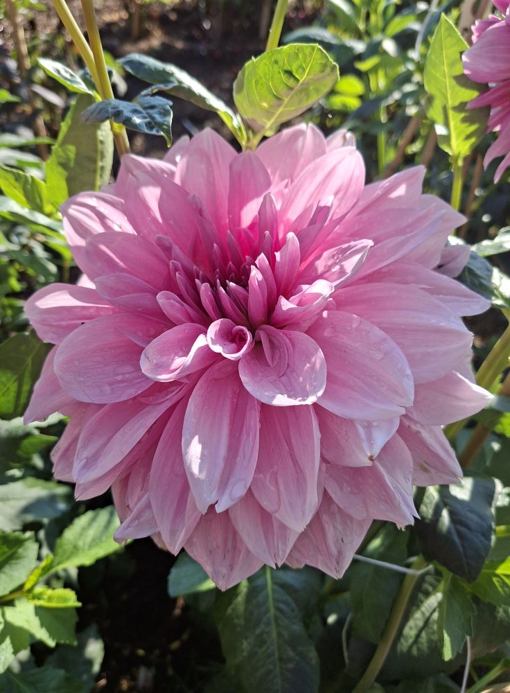 Dahlia knöl  Lavender Perfection 