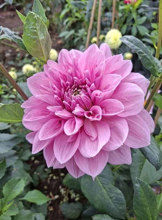 Dahlia knöl  Lavender Perfection  - 2