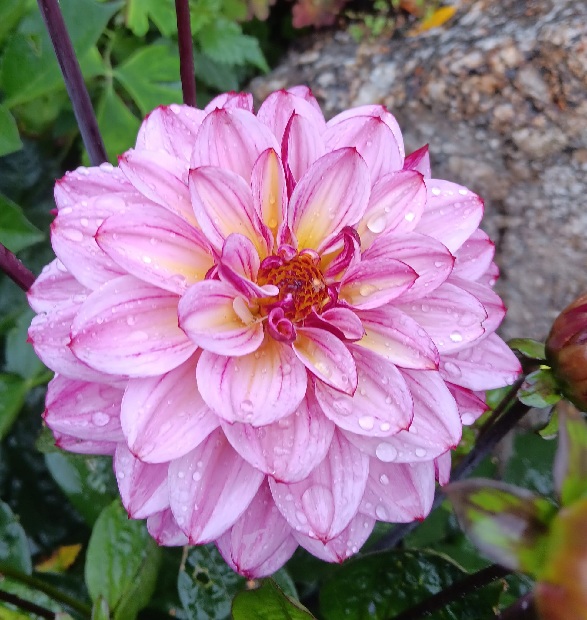 Dahlia knöl Muchacha"Dekorativ Småblommande"  - 2