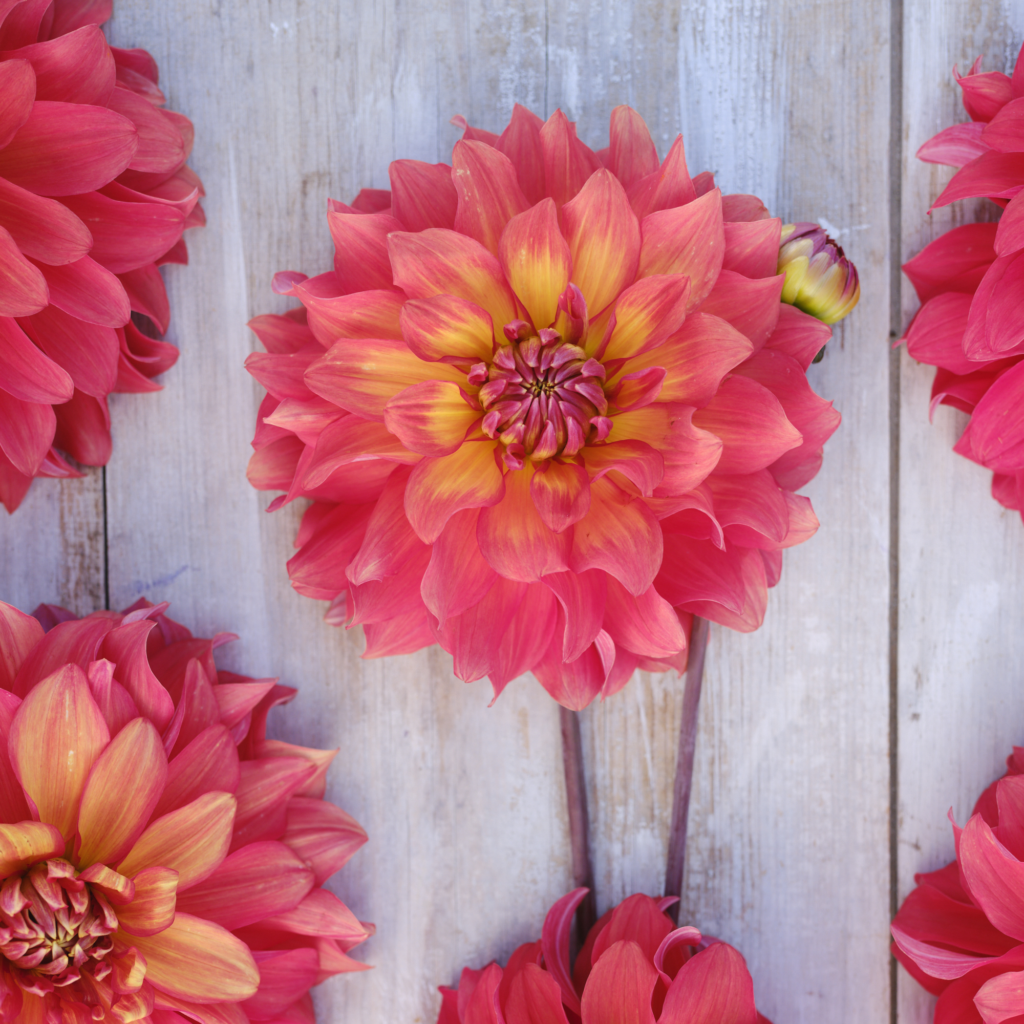 Dahlia knöl Titan Lighthouse nyhet 2027