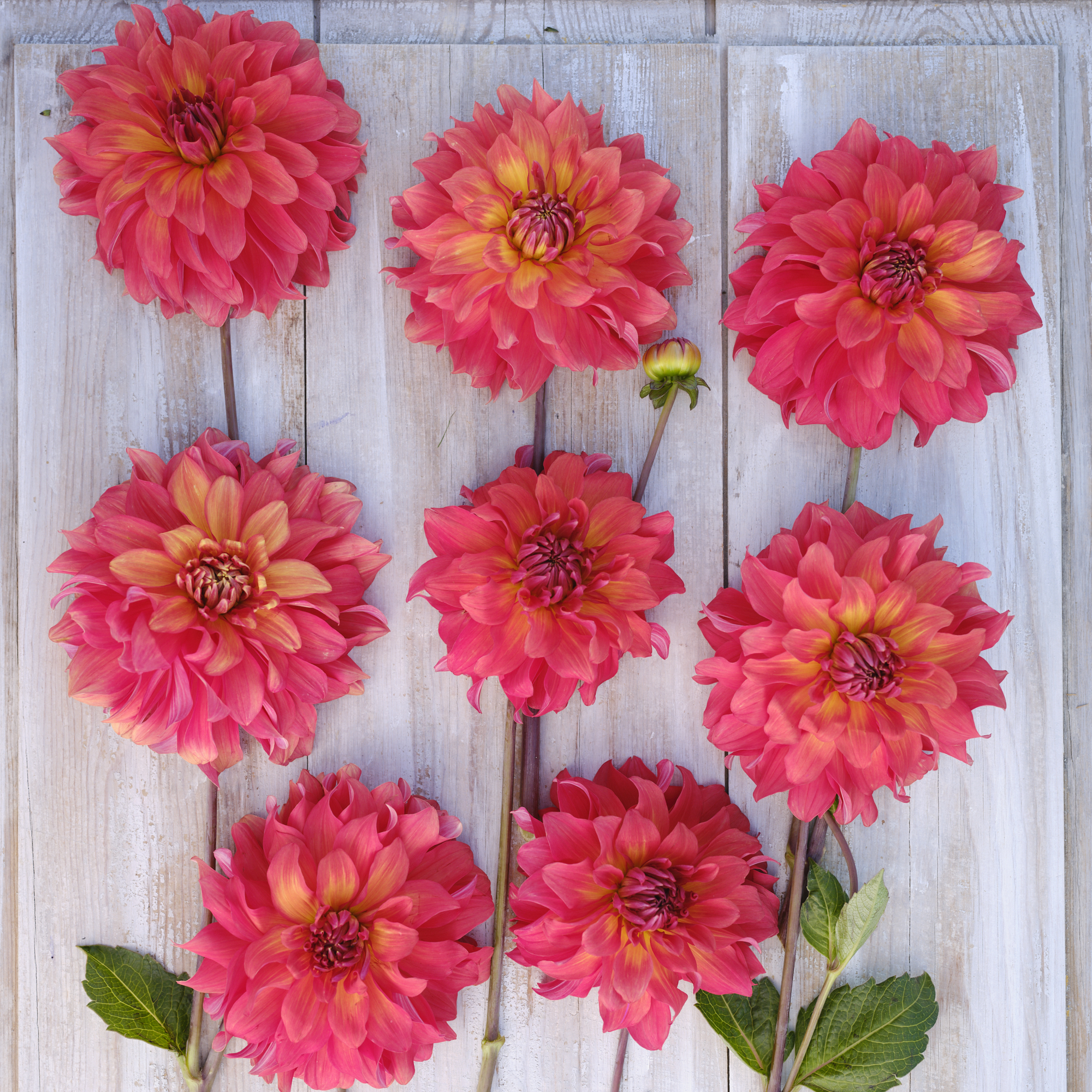 Dahlia knöl Titan Lighthouse nyhet 2027 - 3