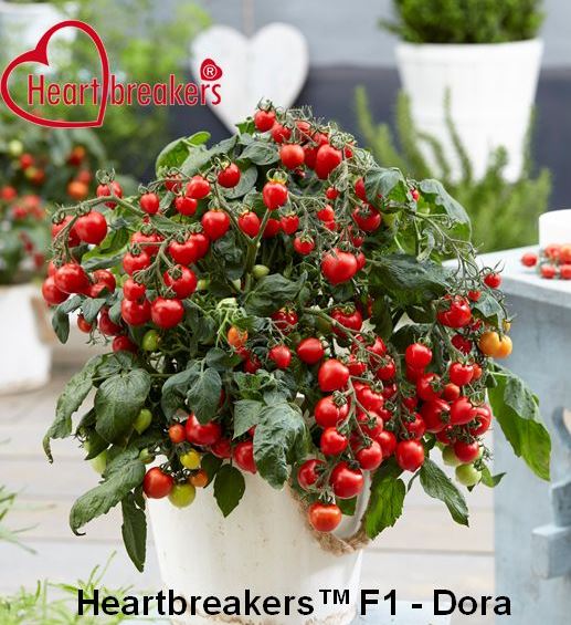 Tomat Heartbreaker Dora Red F1  4 frö