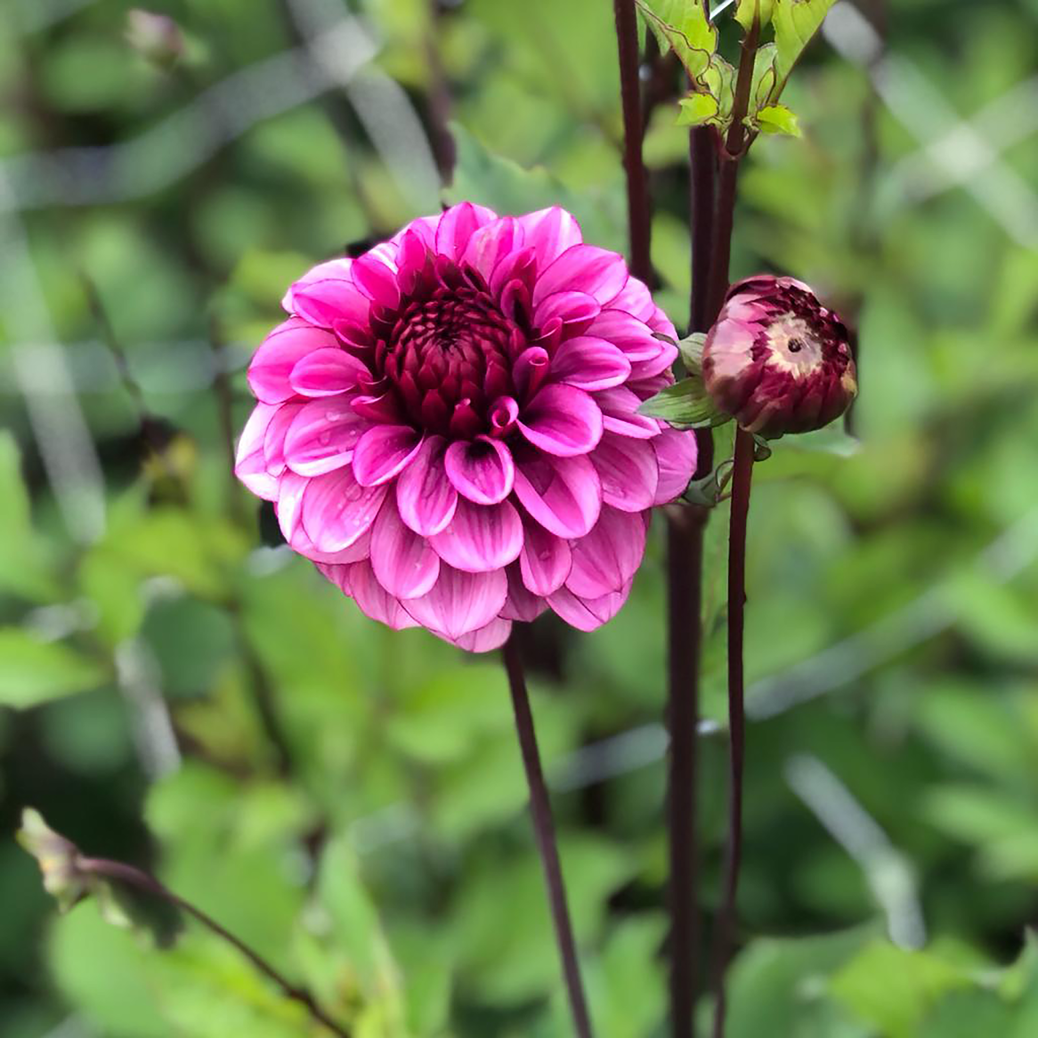 Dahlia knöl Laughing Lizza  Dekorativ småblommande  - 2
