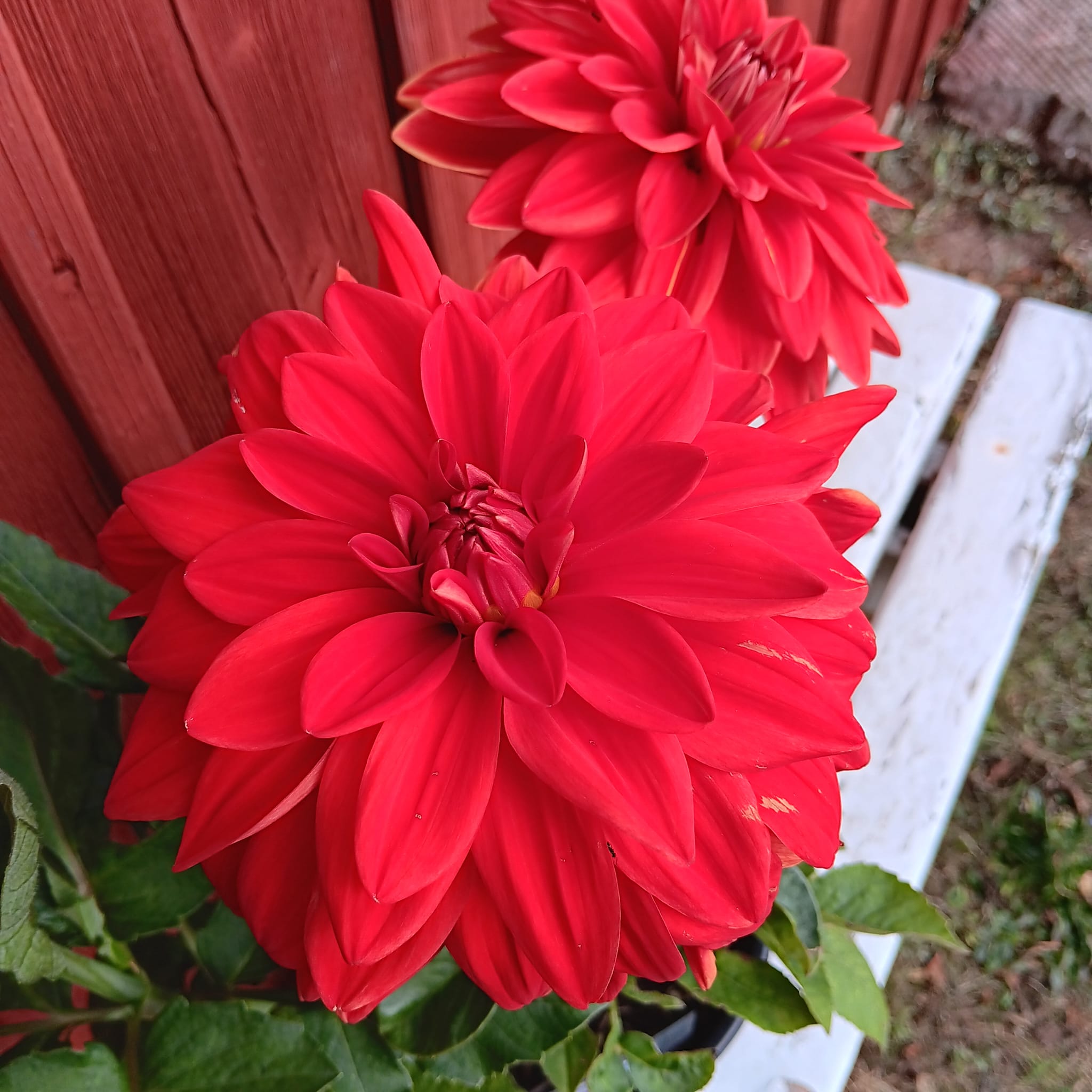 Dahlia knöl Neo "Dekorativ storblommande" - 3
