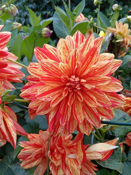 Dahlia knöl Neo "Dekorativ storblommande" - 2