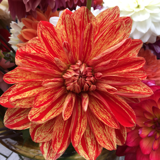 Dahlia knöl Neo "Dekorativ storblommande"