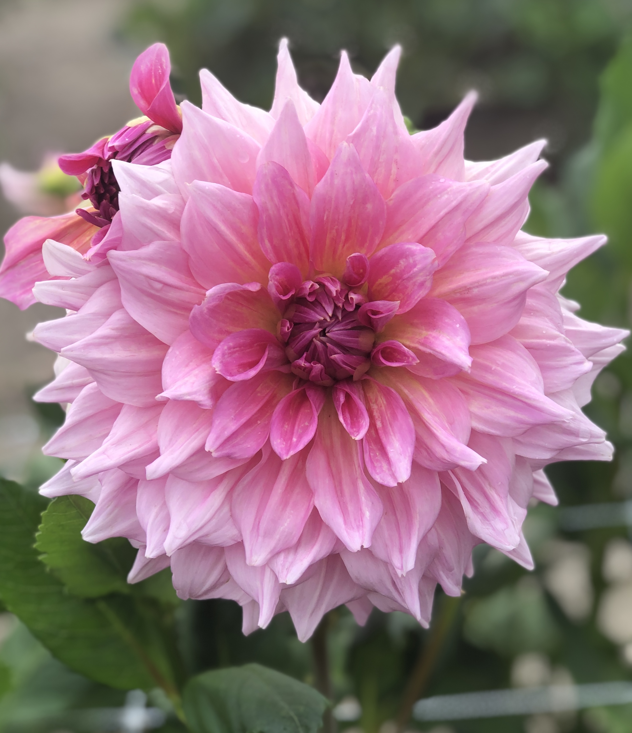 Dahlia knöl Ottos Thrill   x Dekorativ Jätteblommande 