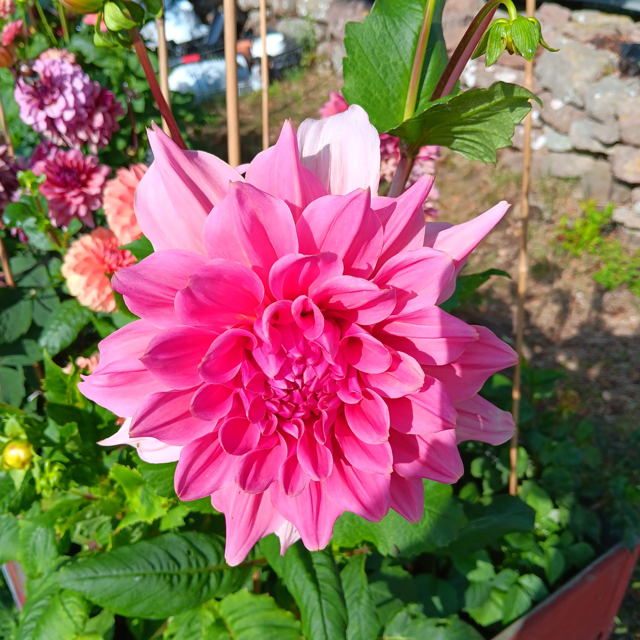 Dahlia knöl Ottos Thrill   x Dekorativ Jätteblommande  - 2