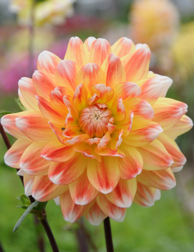 Dahlia knöl Peaches and Cream "Dekorativ Mediumblommande"