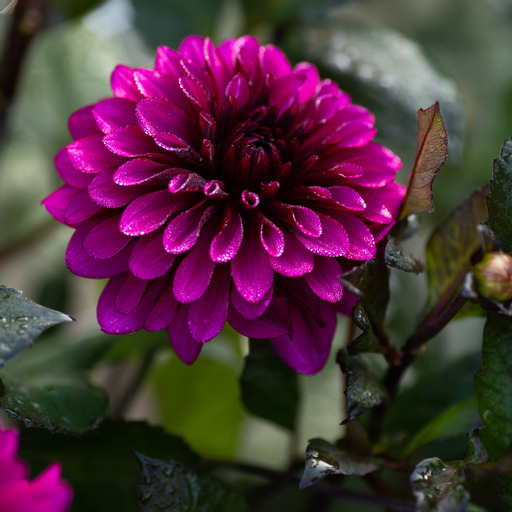 Dahlia knöl  Purple Flame "Dekorativ Mediumblommande"