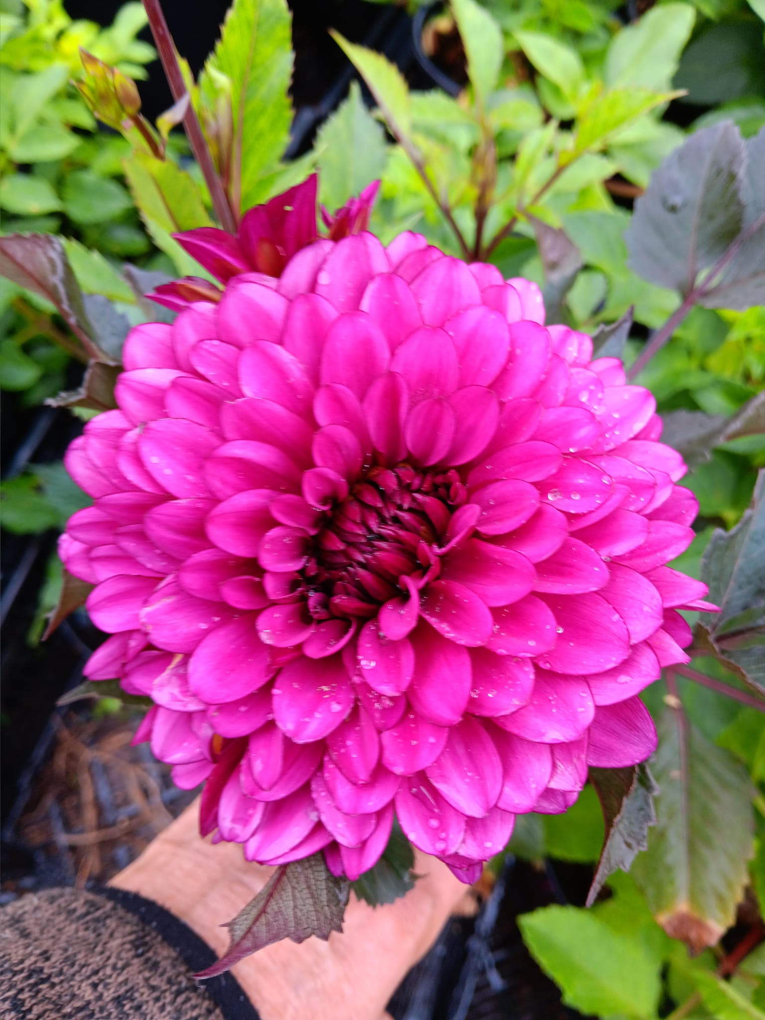 Dahlia knöl  Purple Flame "Dekorativ Mediumblommande" - 4