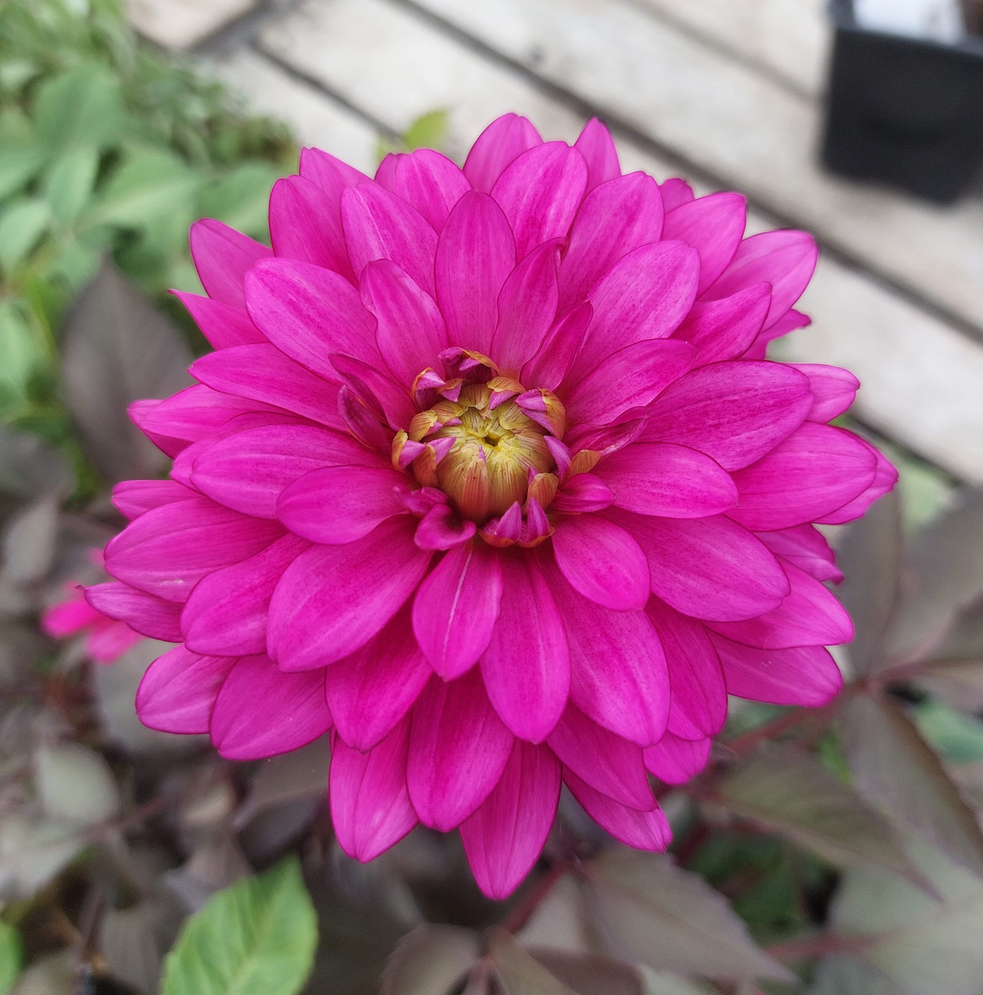 Dahlia knöl  Purple Flame "Dekorativ Mediumblommande" - 3