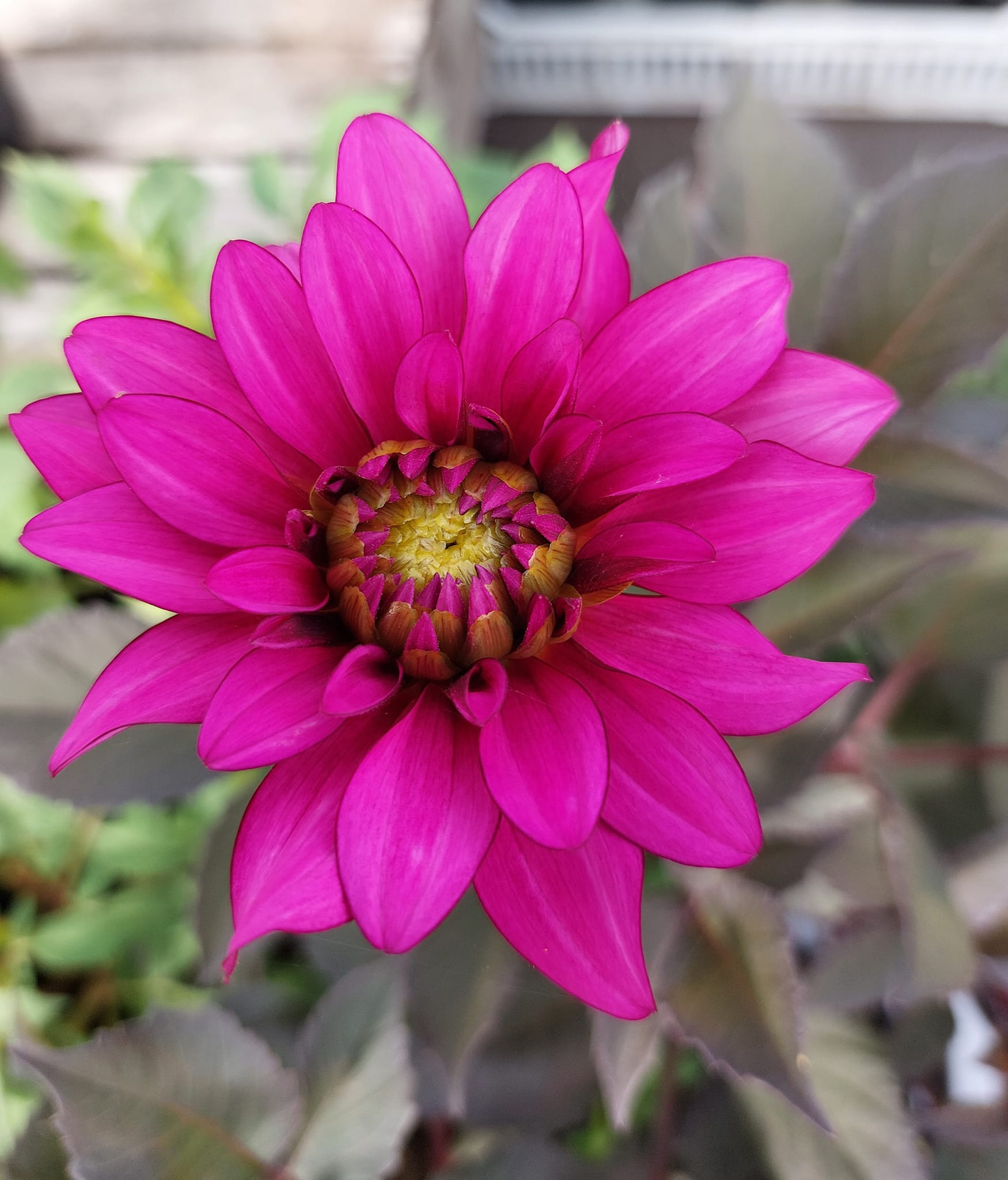 Dahlia knöl  Purple Flame "Dekorativ Mediumblommande" - 2