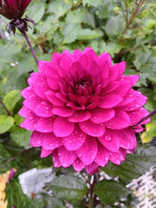 Dahlia knöl  Purple Flame "Dekorativ Mediumblommande" - 5
