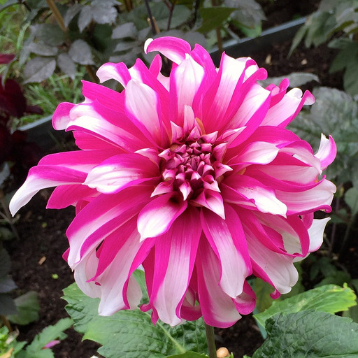 Dahlia knöl  Radegast "Dekorativ storblommande"