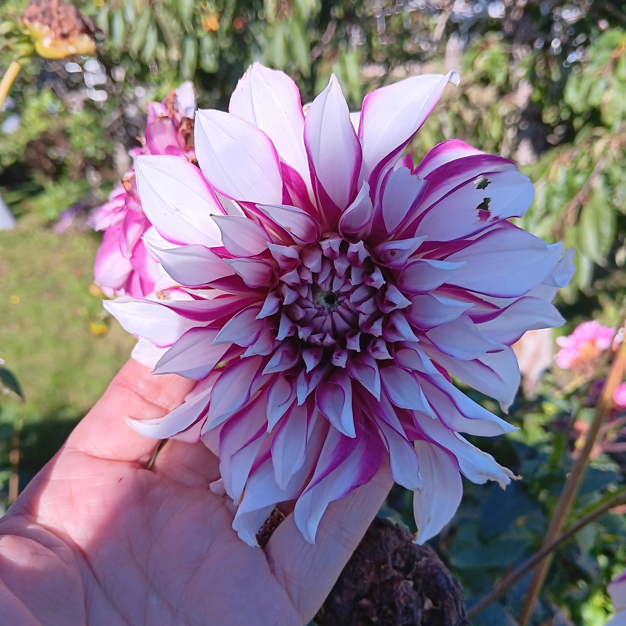 Dahlia knöl  Radegast "Dekorativ storblommande" - 4