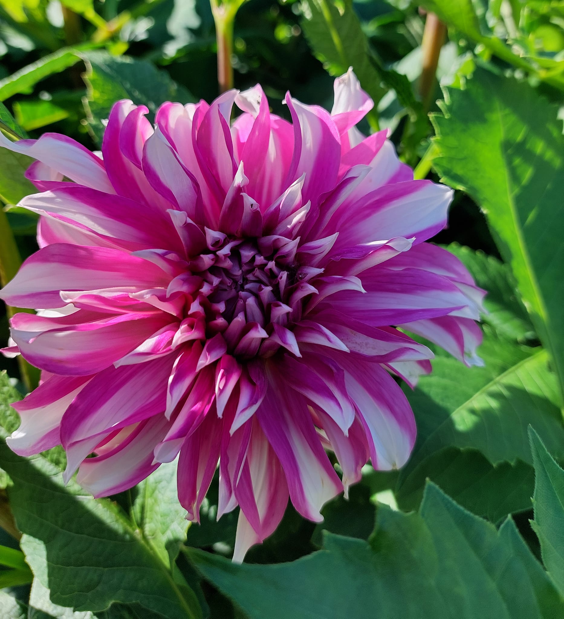 Dahlia knöl  Radegast "Dekorativ storblommande" - 2